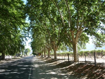 Platanes et vignes Cafayate.JPG